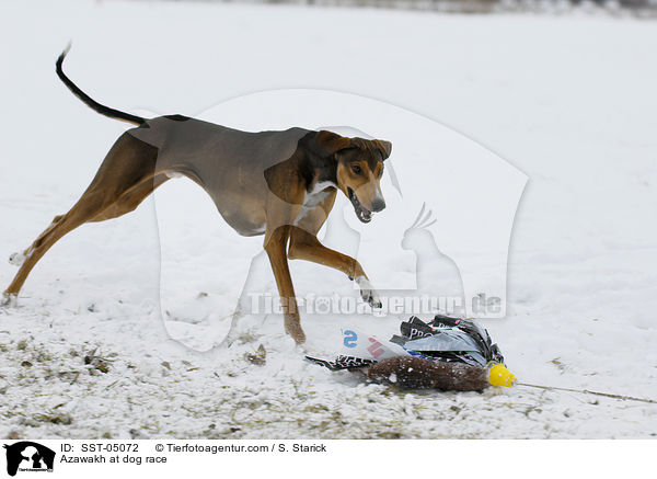 Azawakh at dog race / SST-05072