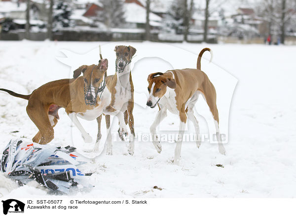 Azawakhs at dog race / SST-05077