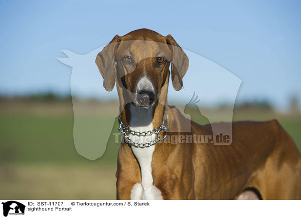 sighthound Portrait / SST-11707