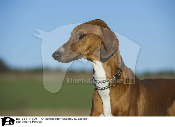 sighthound Portrait / SST-11709