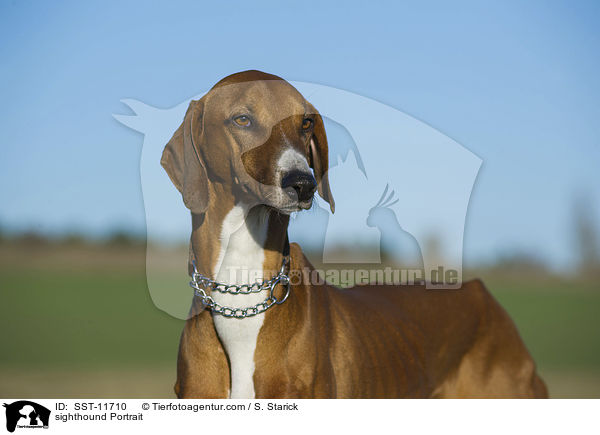 sighthound Portrait / SST-11710