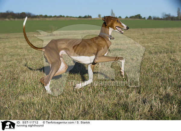 running sighthound / SST-11712