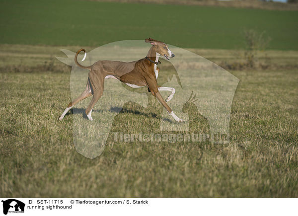 running sighthound / SST-11715