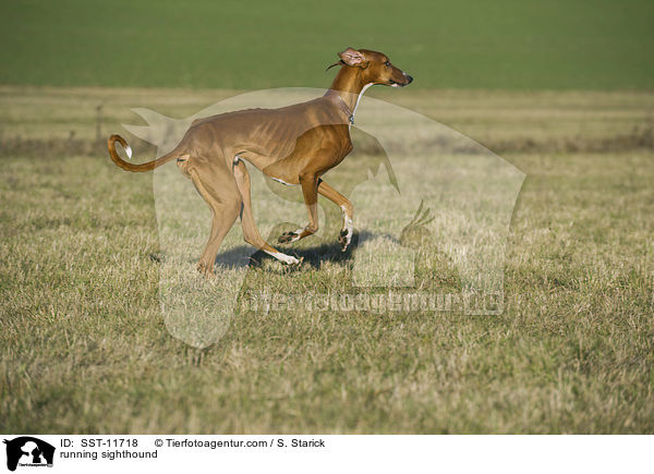 running sighthound / SST-11718