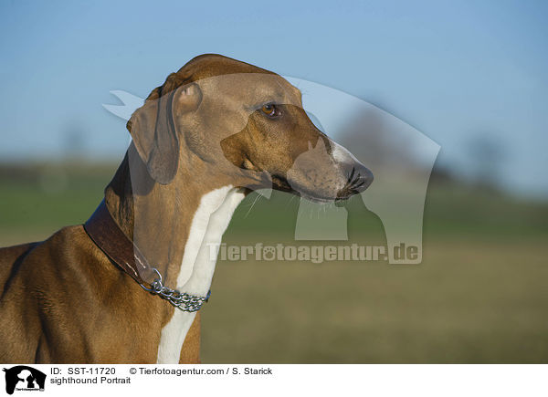sighthound Portrait / SST-11720