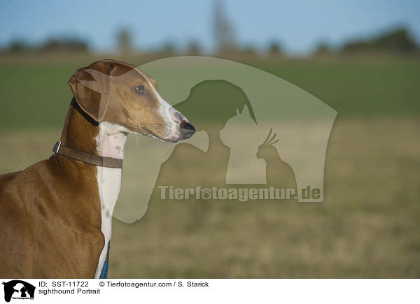 sighthound Portrait / SST-11722