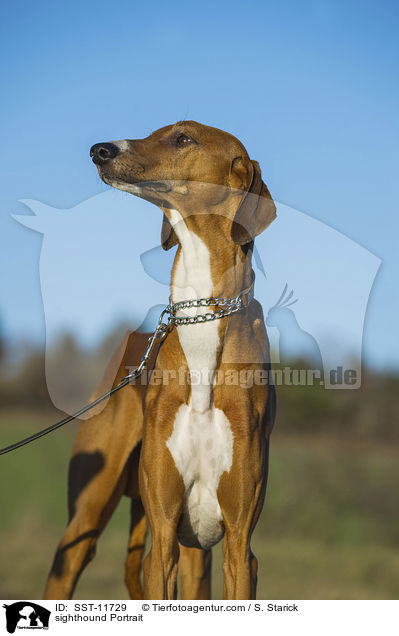 sighthound Portrait / SST-11729