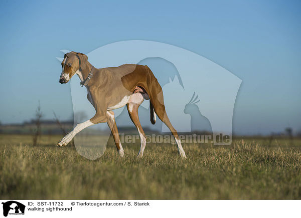 walking sighthound / SST-11732