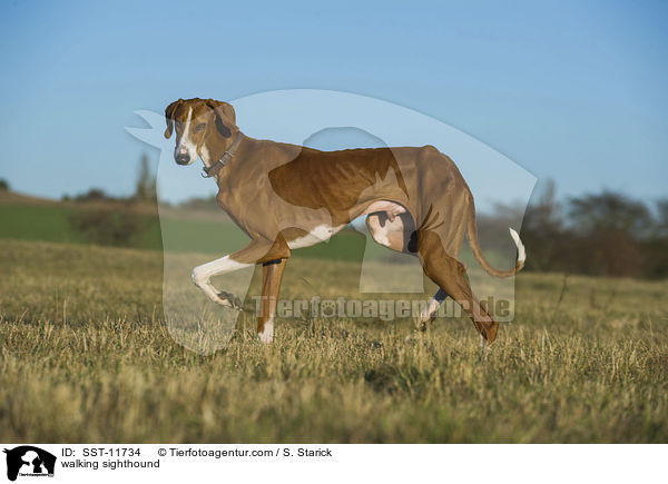 walking sighthound / SST-11734