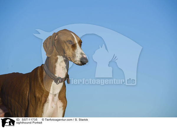 sighthound Portrait / SST-11735