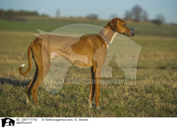 sighthound / SST-11742
