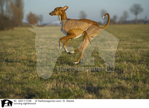 running sighthound / SST-11746