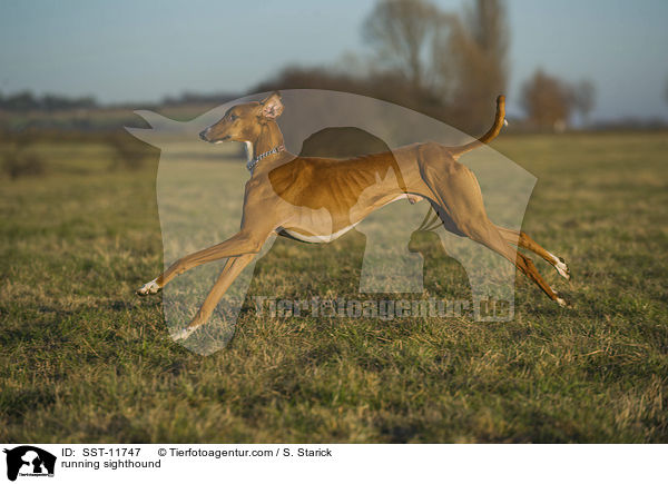 running sighthound / SST-11747