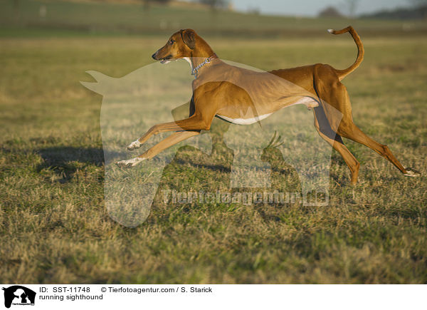 running sighthound / SST-11748