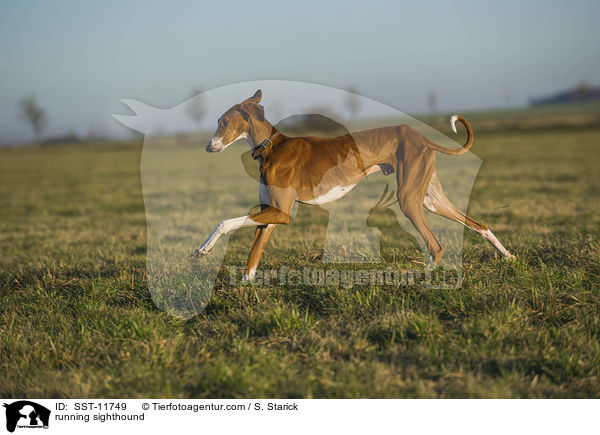 running sighthound / SST-11749