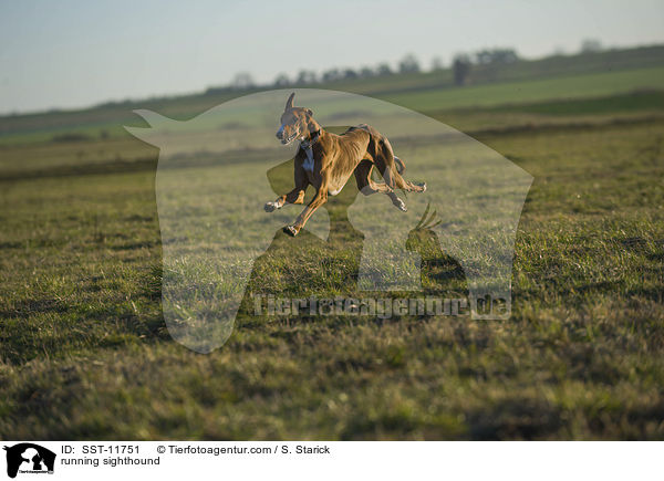 running sighthound / SST-11751