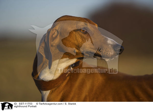sighthound Portrait / SST-11753