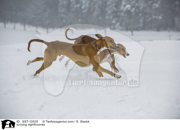 running sighthounds / SST-12025