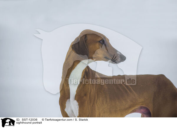 sighthound portrait / SST-12036