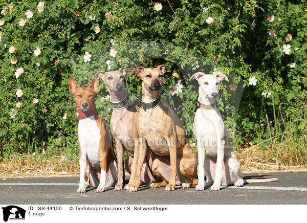 4 dogs / SS-44100