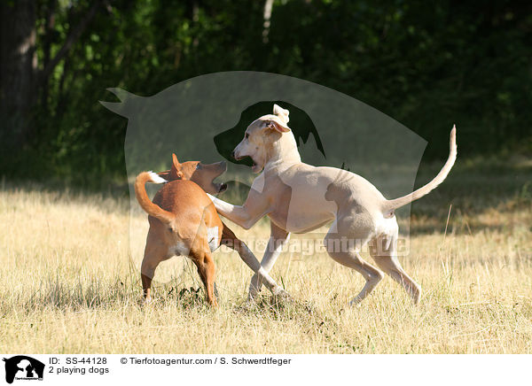 2 playing dogs / SS-44128
