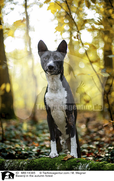 Basenji in the autumn forest / MW-14385
