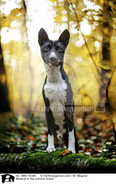 Basenji in the autumn forest / MW-14386