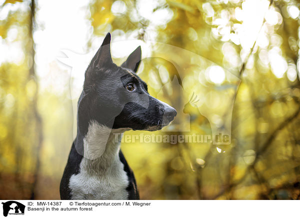 Basenji in the autumn forest / MW-14387