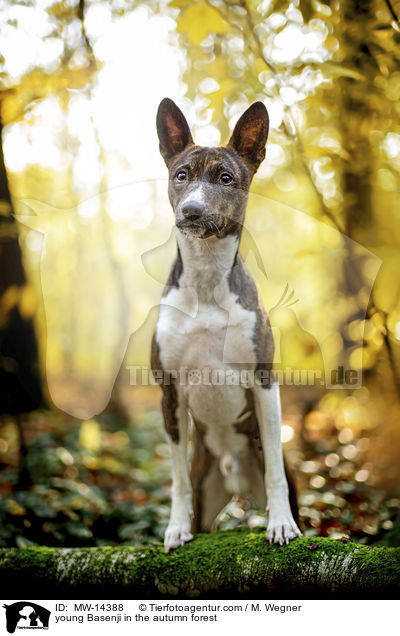 young Basenji in the autumn forest / MW-14388