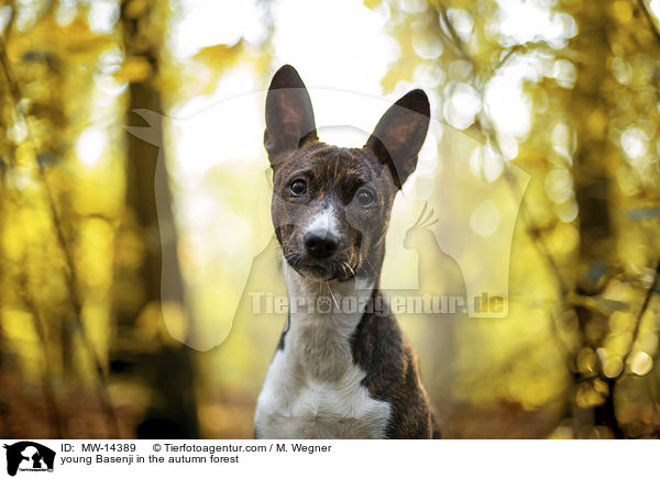 young Basenji in the autumn forest / MW-14389