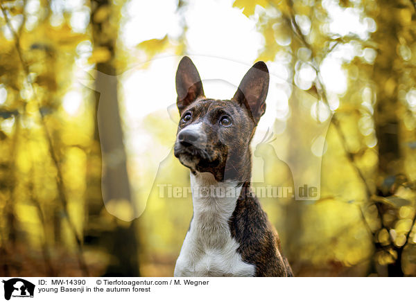 young Basenji in the autumn forest / MW-14390