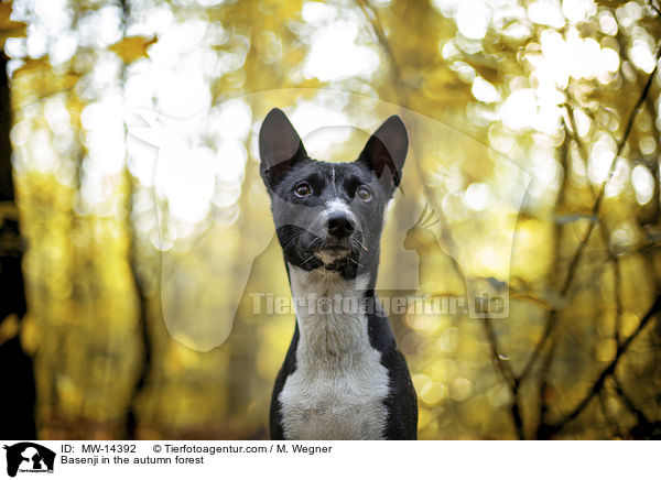 Basenji in the autumn forest / MW-14392