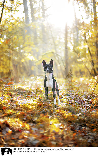 Basenji in the autumn forest / MW-14394