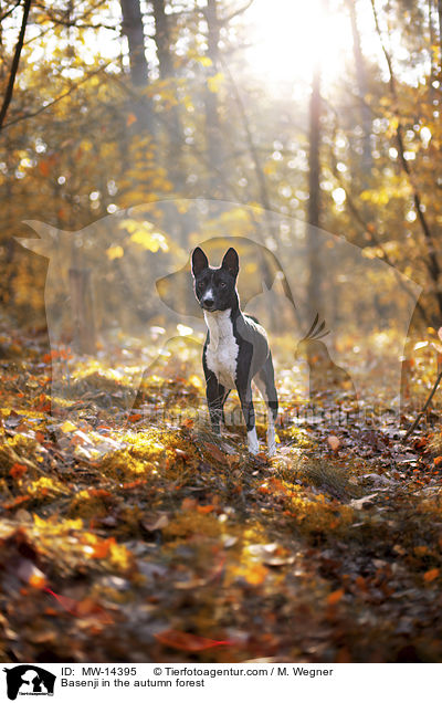 Basenji in the autumn forest / MW-14395
