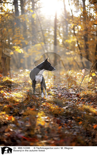 Basenji in the autumn forest / MW-14396