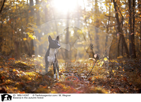 Basenji in the autumn forest / MW-14397