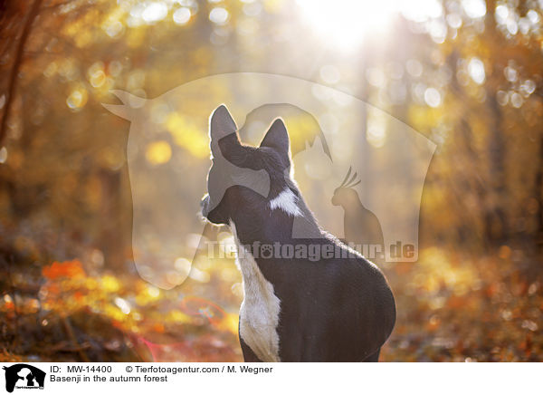 Basenji in the autumn forest / MW-14400