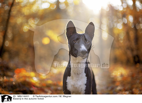 Basenji in the autumn forest / MW-14401