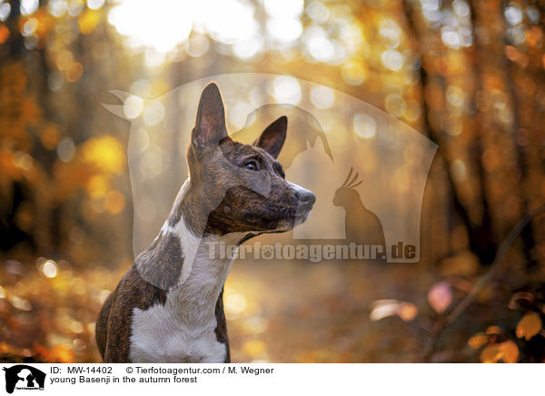 young Basenji in the autumn forest / MW-14402