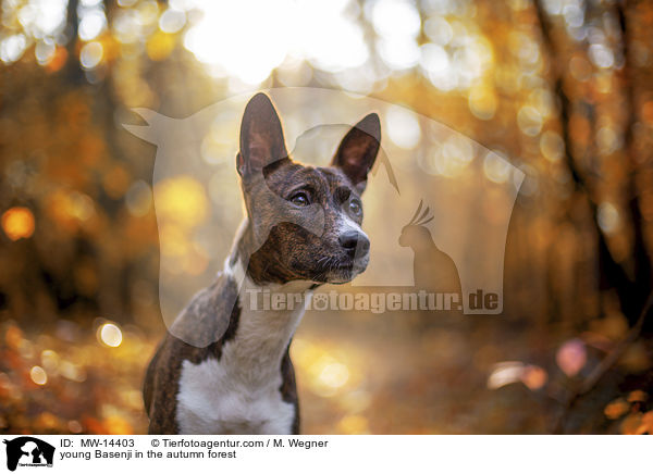 young Basenji in the autumn forest / MW-14403