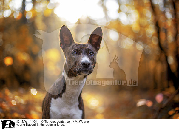 young Basenji in the autumn forest / MW-14404