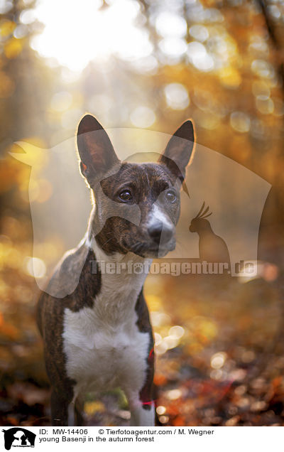 young Basenji in the autumn forest / MW-14406
