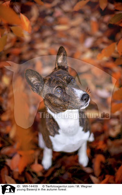 young Basenji in the autumn forest / MW-14409