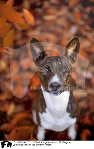 young Basenji in the autumn forest / MW-14410