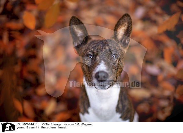 young Basenji in the autumn forest / MW-14411