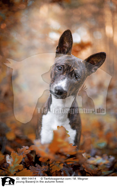 young Basenji in the autumn forest / MW-14414
