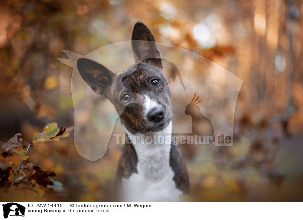 young Basenji in the autumn forest / MW-14415