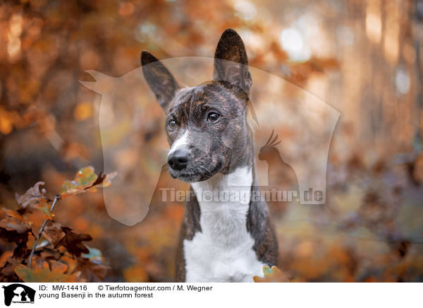 young Basenji in the autumn forest / MW-14416