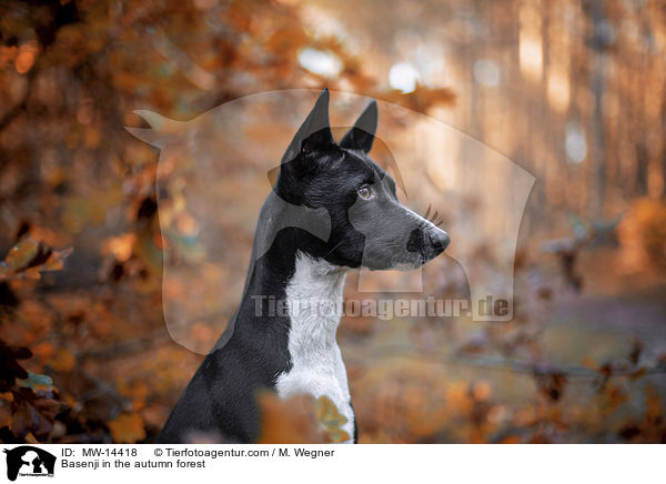 Basenji in the autumn forest / MW-14418