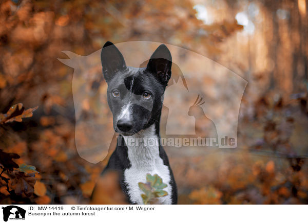 Basenji in the autumn forest / MW-14419